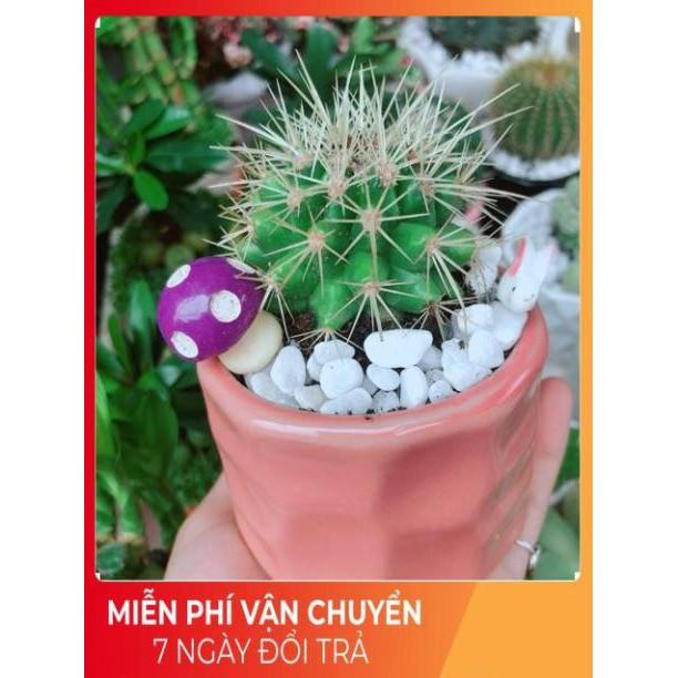 Chậu Xương Rồng Kim Hổ