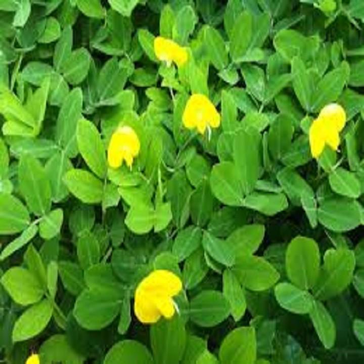 Hạt cỏ Lạc Dại 100g