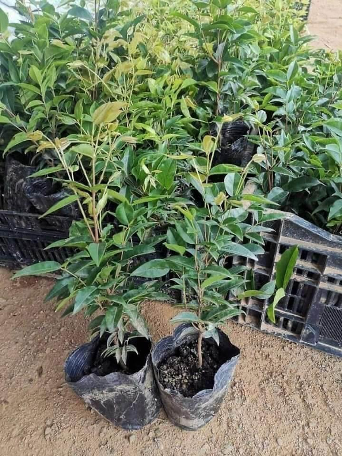 CÂY GIỐNG NHO THÂN GỖ TƯ QUÝ