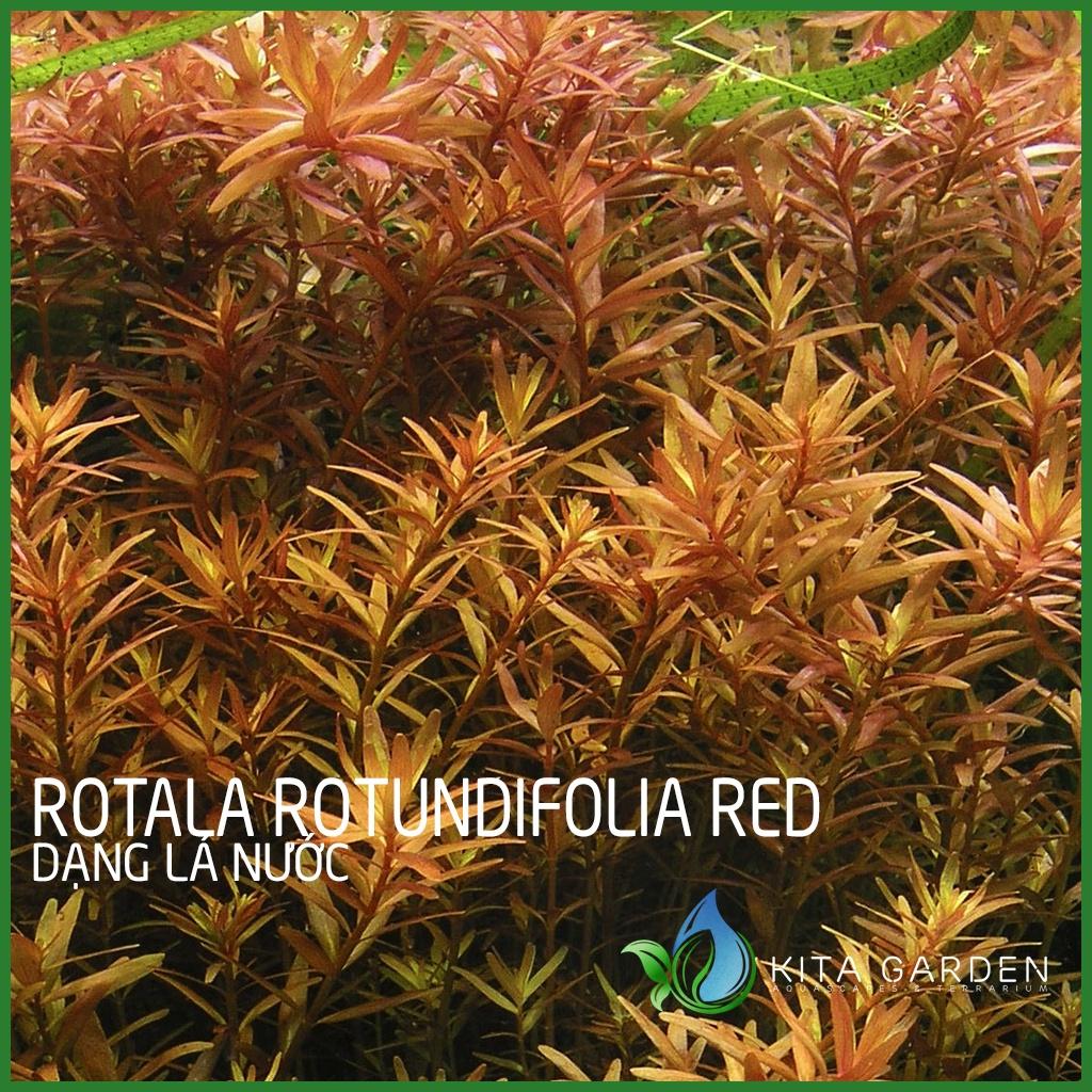 Rotala đỏ - Rotala rotundifolia red - Cây Thủy Sinh Dễ Trồng - Cây Dạng Cạn