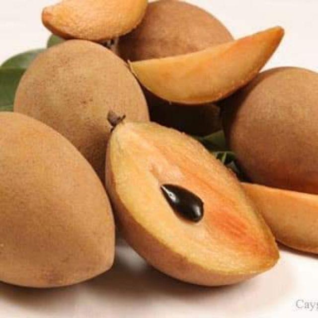 Cây giống hồng xiêm xoài