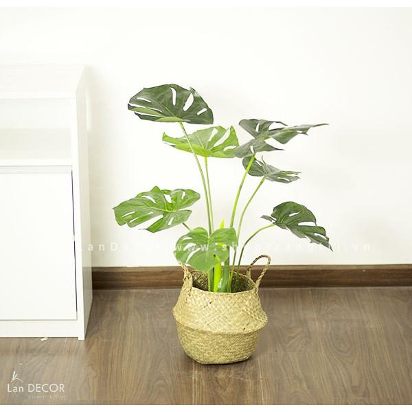 Cây giả - Cây lá rùa Lan Decor (70CM) - LC2817