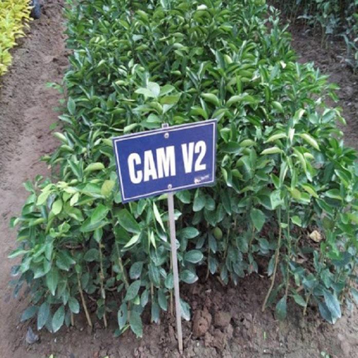 CÂY GIỐNG CAM V2 SIÊU QUẢ