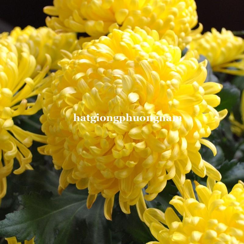 HẠT GIỐNG HOA CÚC VÀNG