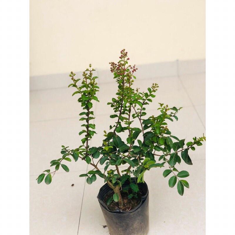 Hoa hồng Tường Vi đỏ hồng-bầu cây giống