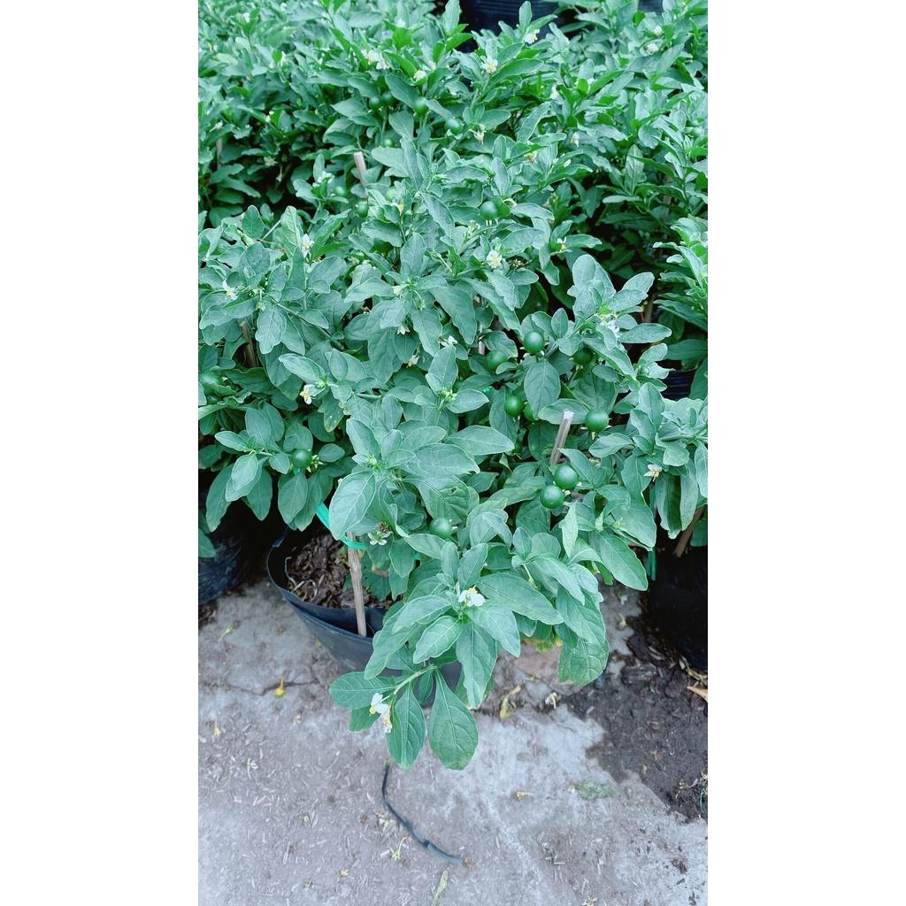 Ớt Chery hàng đẹp