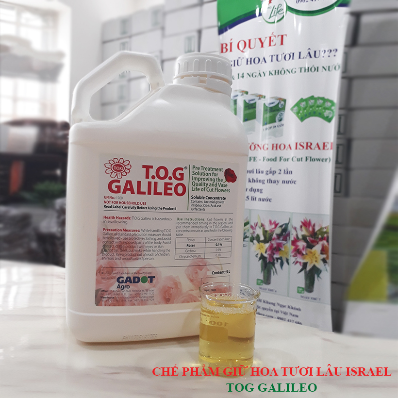 Xử Lý Hoa Cúc Cắt Cành Bằng Chế Phẩm Tog Galileo Của Israel (Chai 1 Lít)