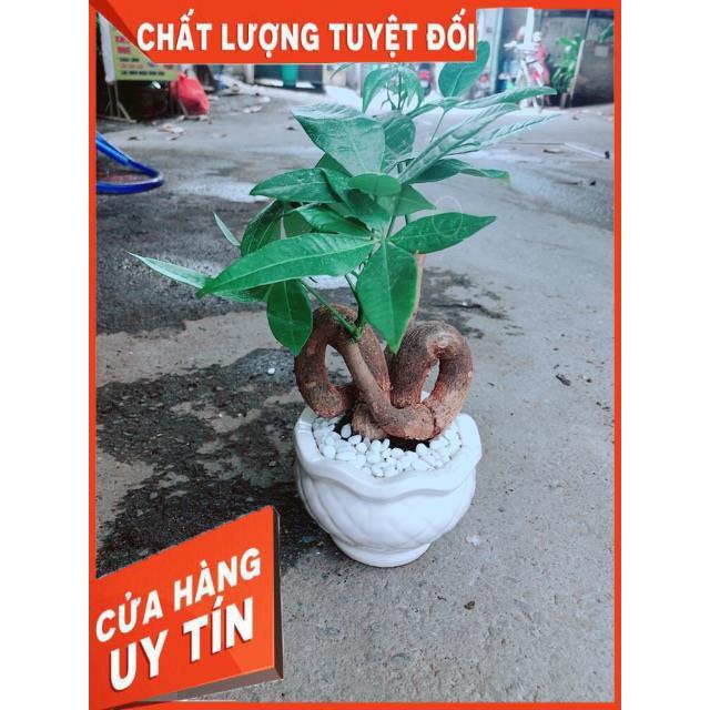 Chậu Kim Ngân Nơ