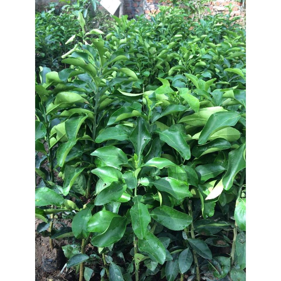 Cây BƯỞI ĐỎ - BƯỞI TIẾN VUA