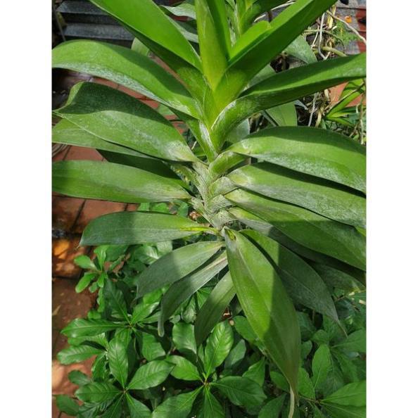 Hoa lan Giáng hương quế nâu