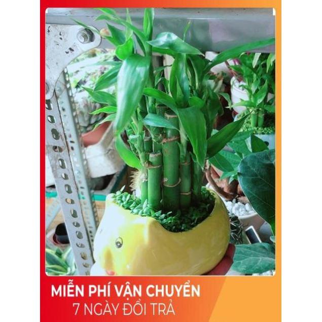 Chậu Trúc Phát Tài