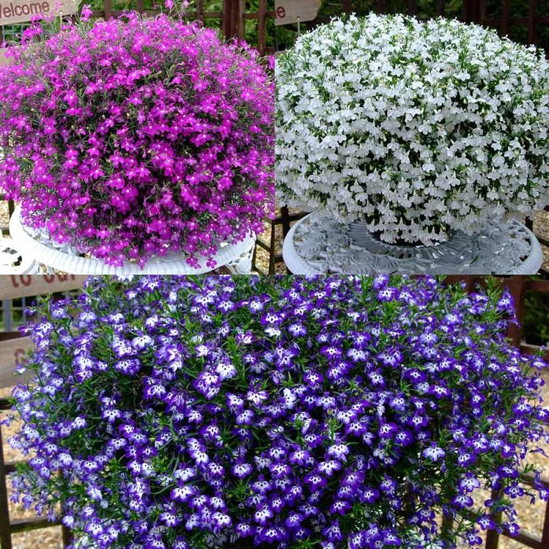 Hạt giống hoa cúc lobelia nhiêu màu - gói 100 hạt