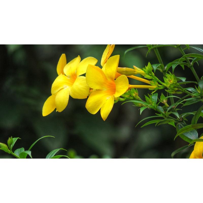 CÂY GIỐNG CHUÔNG VÀNG TRỒNG tạo bóng mát và cảnh quan.