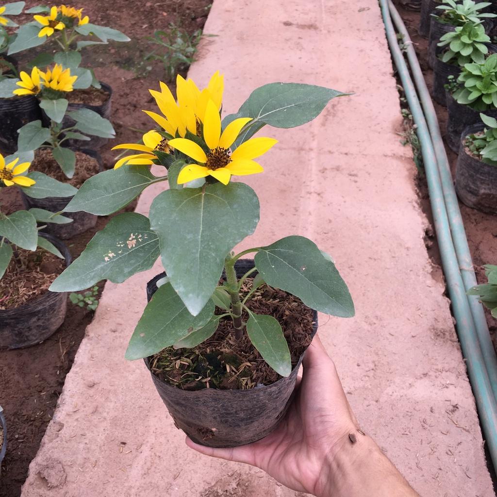 Cây Hoa Hướng Dương Lùn Siêu Nhiều Nụ,Hoa Lâu Tàn,Trang Trí Sân Vườn