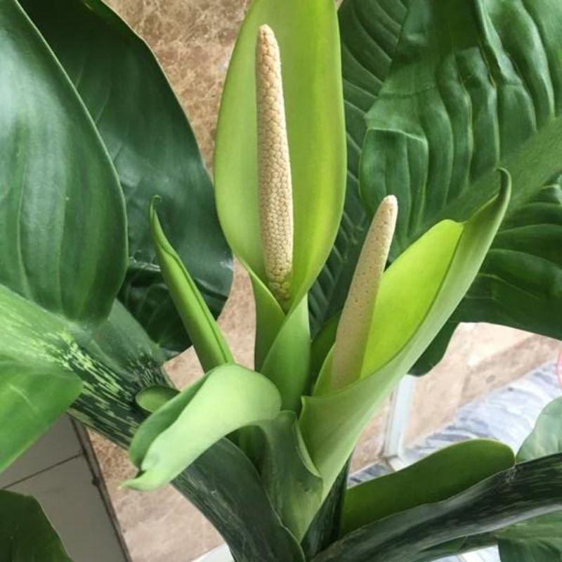CÂY ĐẠI TỶ PHÚ