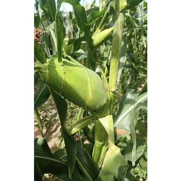 Hạt giống bắp nếp dẻo gói 100 gram 300 hạt