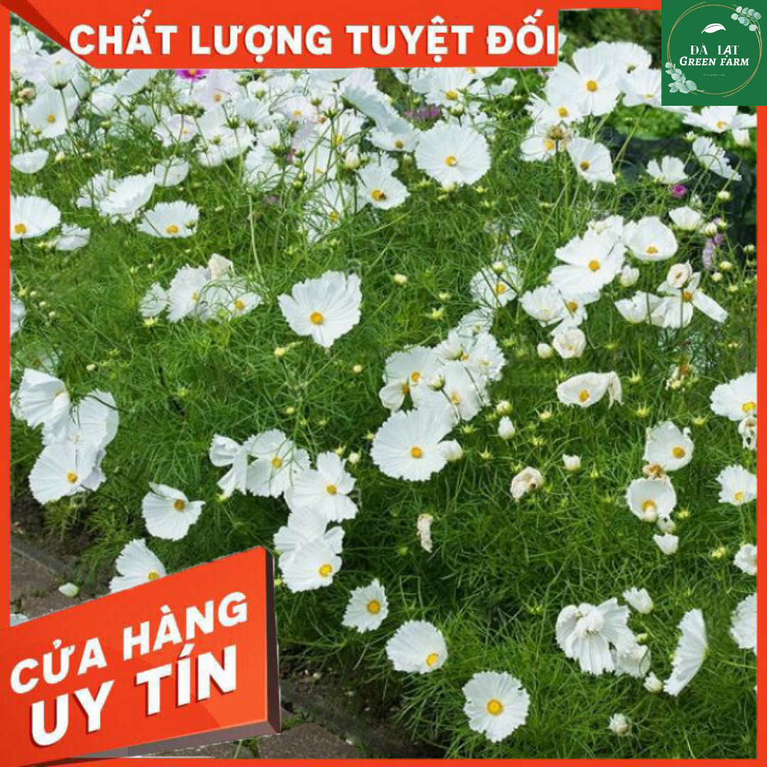 50H_Hạt Giống Hoa Sao Nhái/ Cánh Bướm Trắng