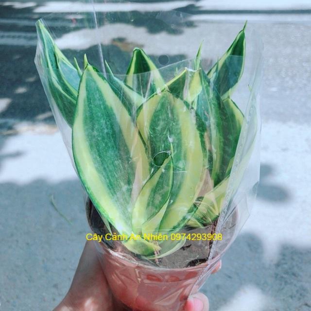 Lưỡi Hổ Thái Vàng