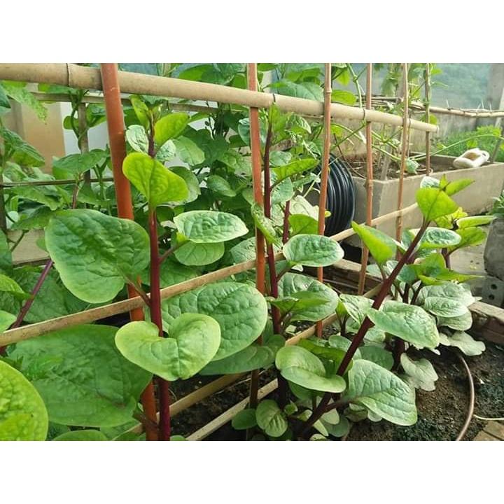 Hạt Giống Rau Mồng Tơi Tím F1 KNS3103 - Gói 3gram