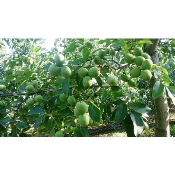Giống cây óc chó nếp - cây giống nhỏ
