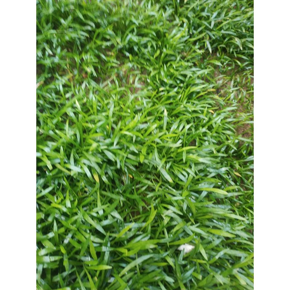 Cỏ lưỡi rắn - Cây thủy sinh Trãi Nền