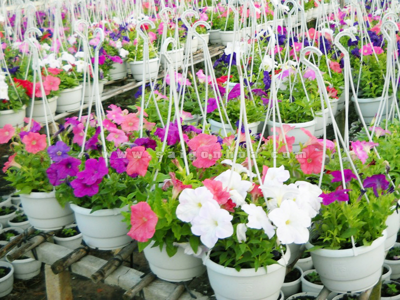 Bộ 2 chậu cây cảnh trang trí hoa văn đường kính 24cm - Hàng nội địa Nhật