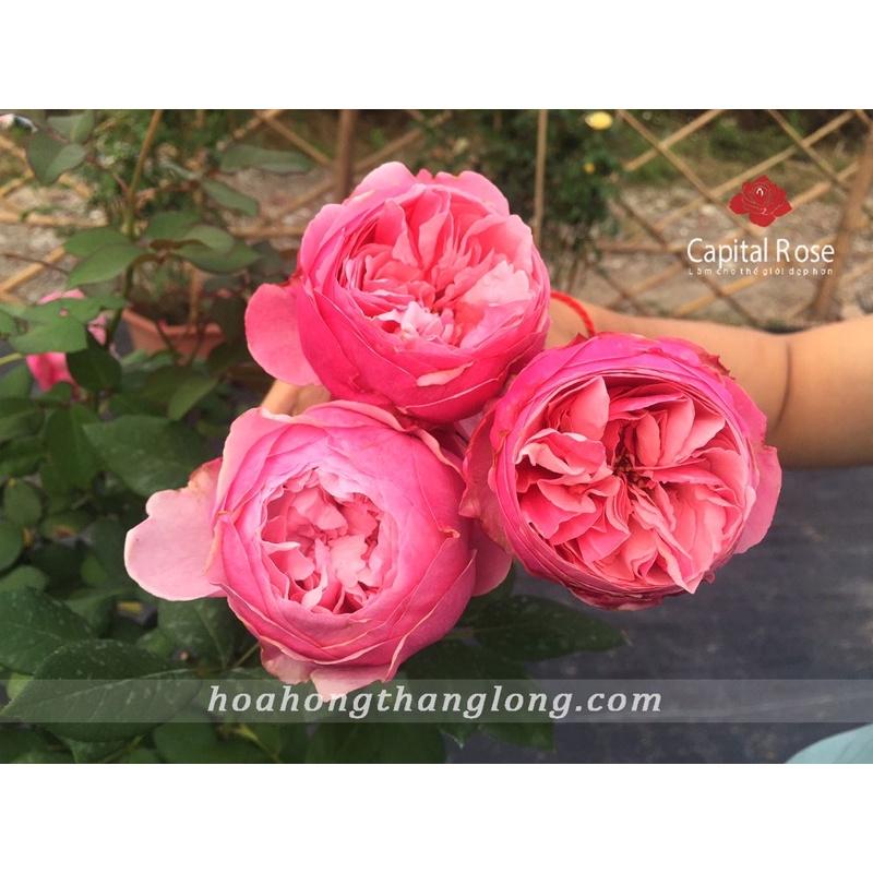 Hoa hồng ngoại Carey Rose - hoa to, hoa thơm
