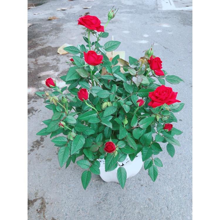 Chậu Cây Hoa Hồng