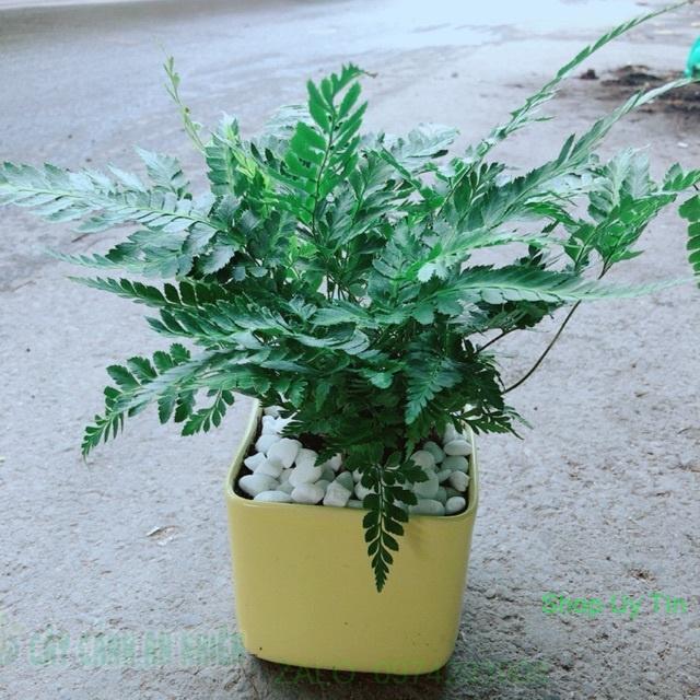 Chậu Cây Dương Sỉ Kiểng