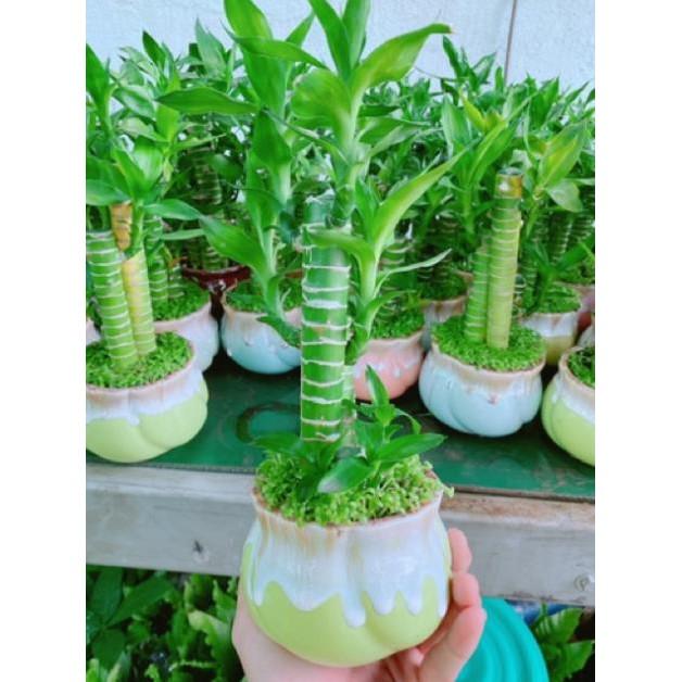 Chậu phát tài giò gà hay chân gà