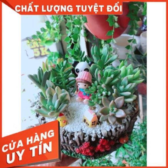 Chậu sen đá mix