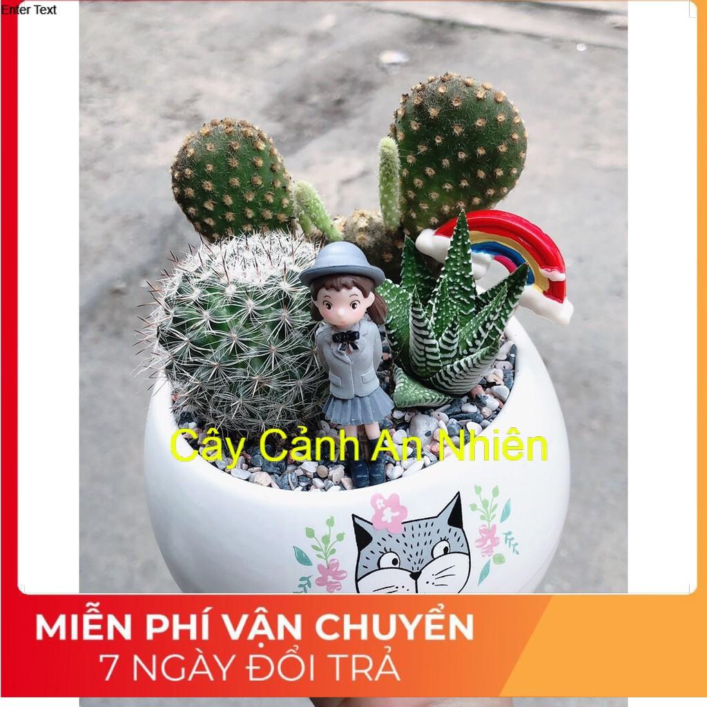 Chậu xương rồng tiểu cảnh