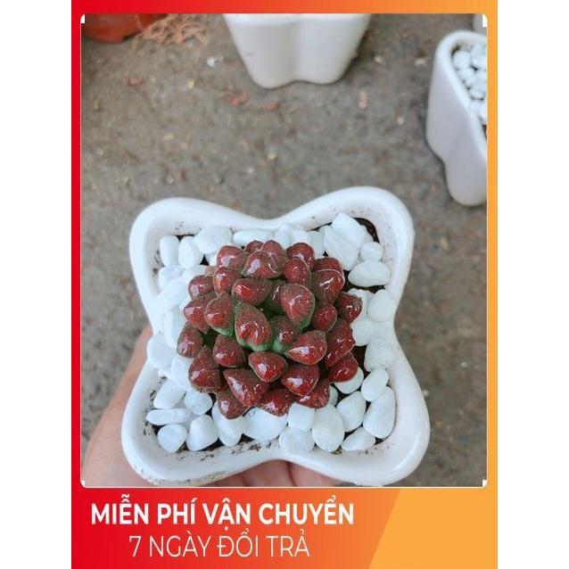 Chậu Kim Cương Đỏ