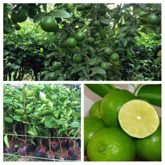 Cây giống chanh không hạt siêu sớm