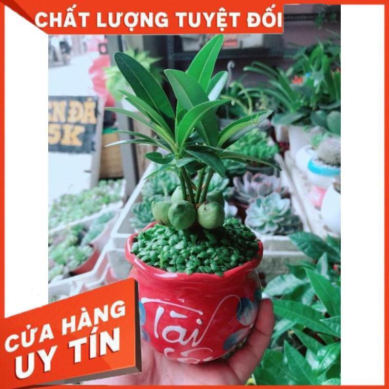 Chậu cây tài lộc Nhiều Người Mua