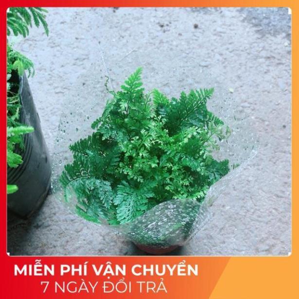 Cây Dương Sỉ