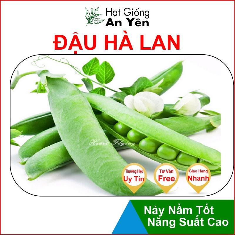 Hạt giống Đậu Hà Lan Cao Sản thu hoạch sớm, dễ trồng, nảy mầm cao, sinh trưởng khoẻ