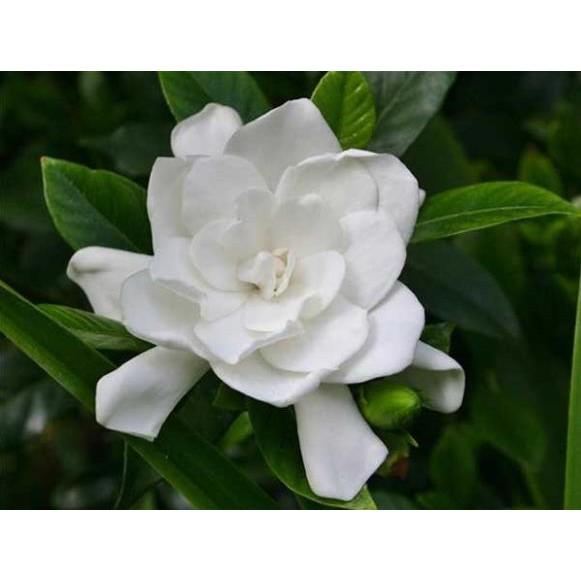 CÂY Hoa BẠCH THIÊN HƯƠNG CÁNH KÉP- CÂY LỚN - NHANH HOA SIÊU ĐẸP