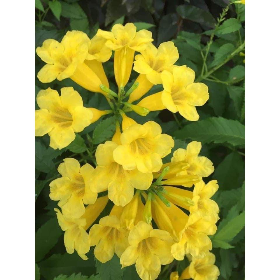 COMBO 3 BẦU GIỐNG Hoa chuông vàng , hàng cây giống nhỏ gửi đi nguyên bầu