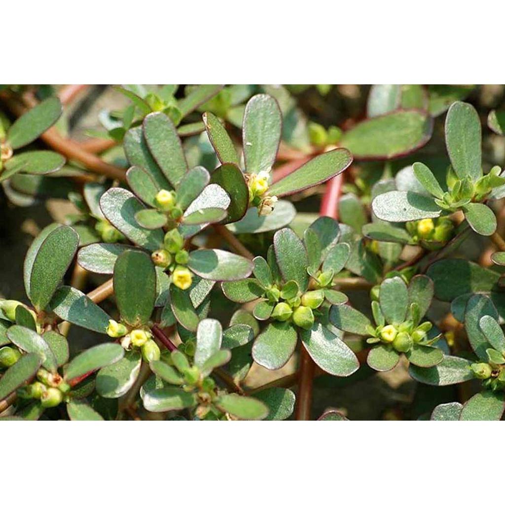 Rau sam - bầu cây giống