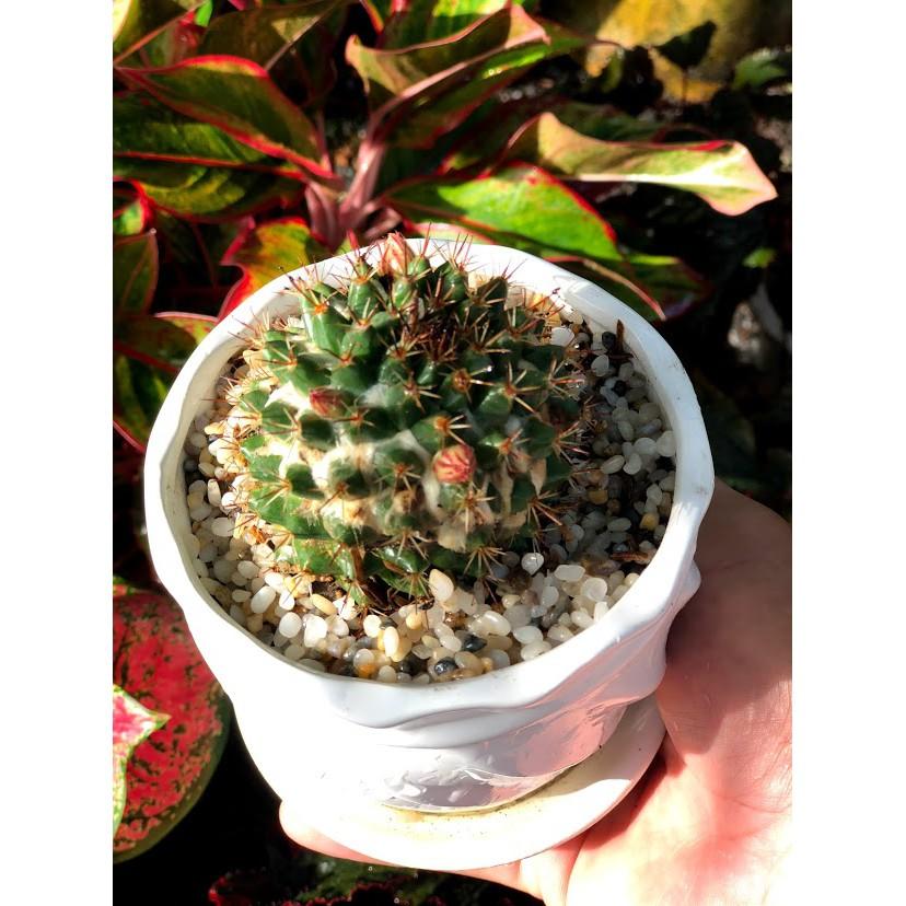 Chậu Sứ Xương Rồng Nhím Hồng