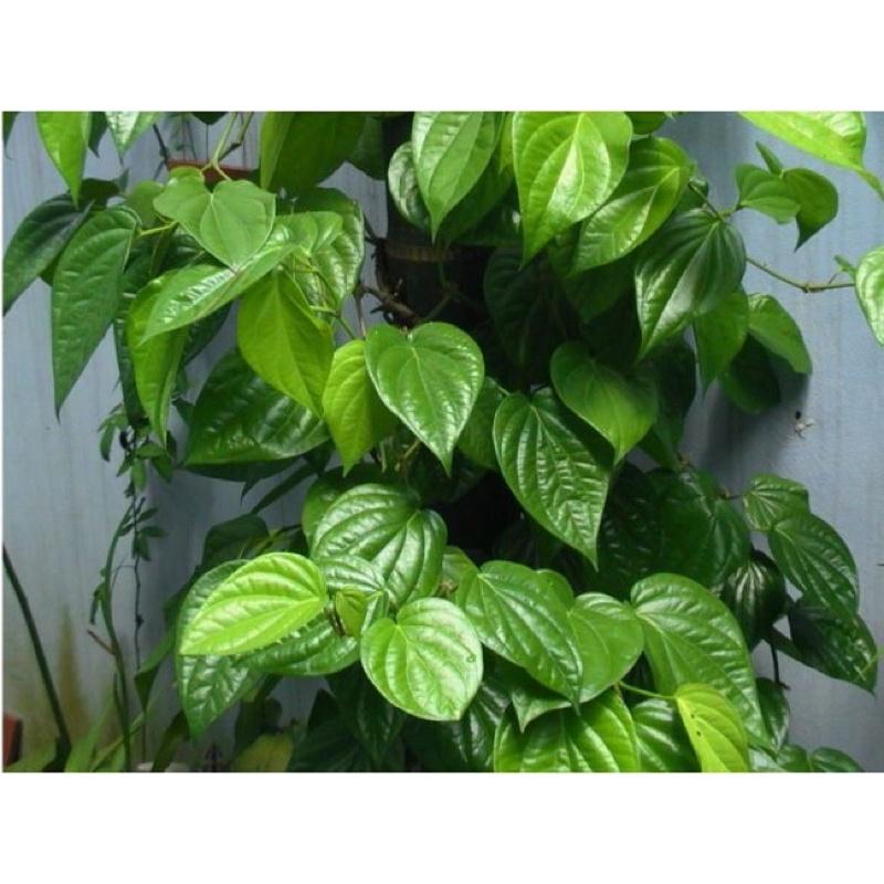 Lá trầu không tươi sạch ship hỏa tốc