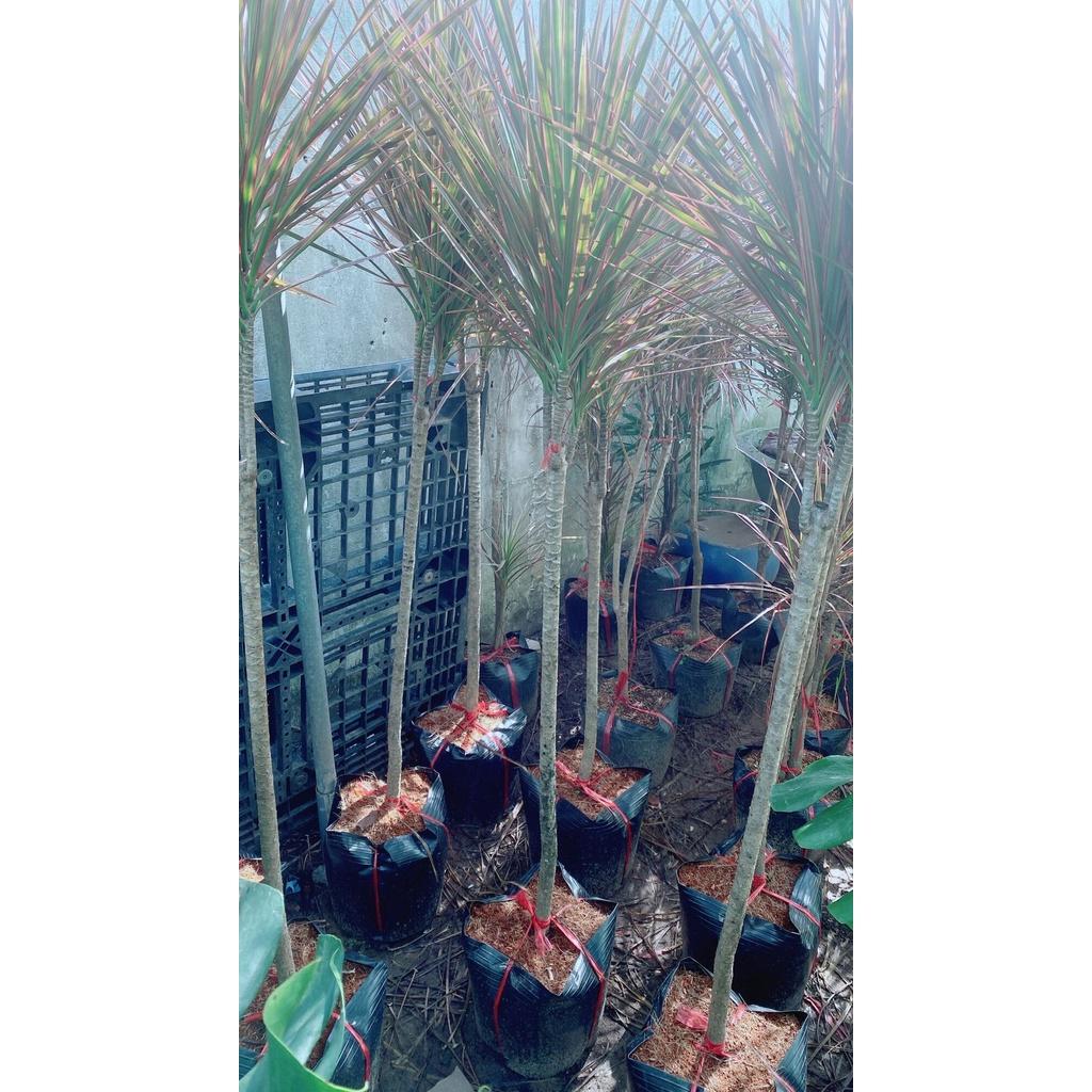 Cây Huyết Kiếm Hàng Lớn