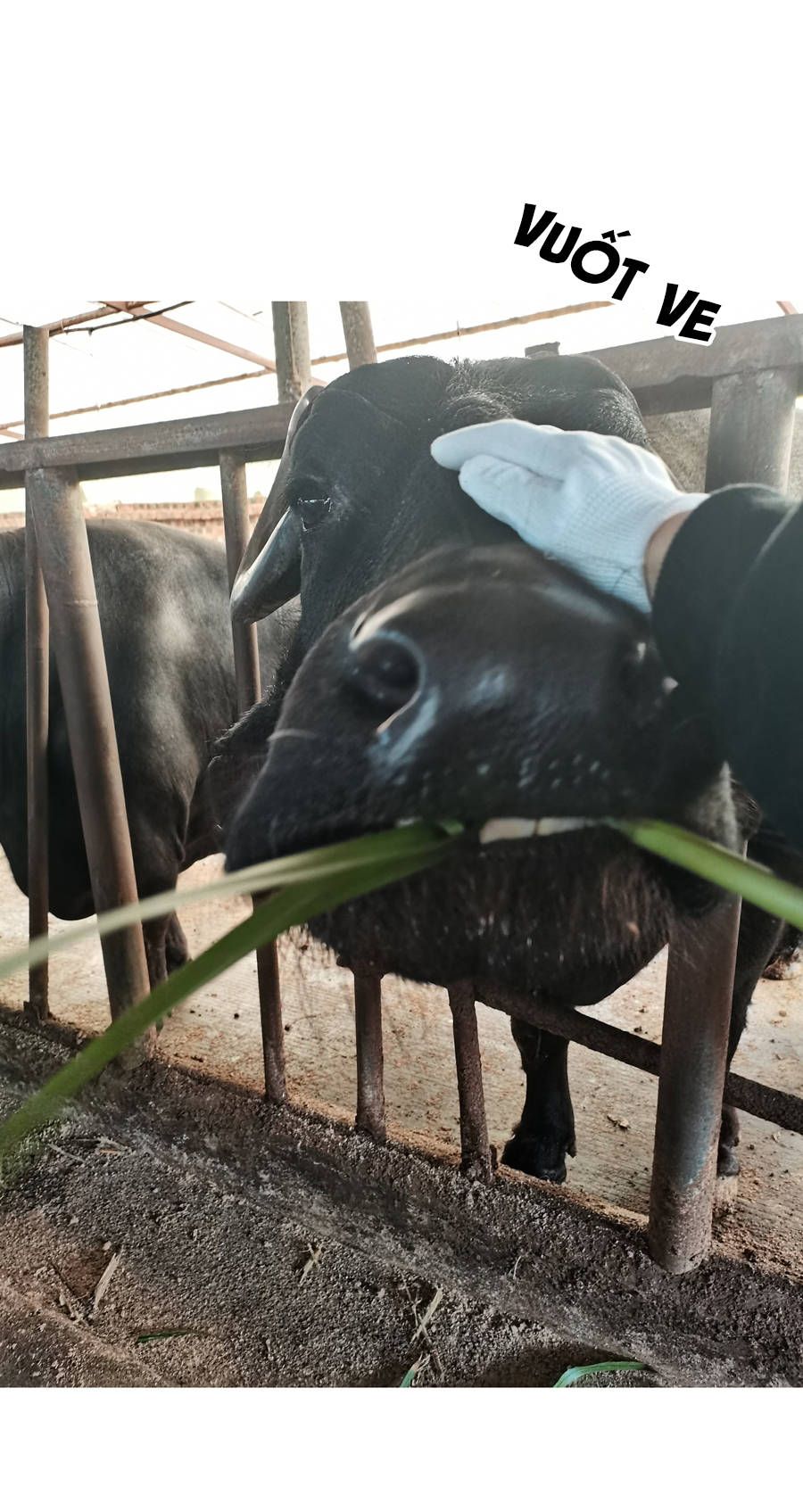 đừng nói yêu tôi chapter 33.1 22