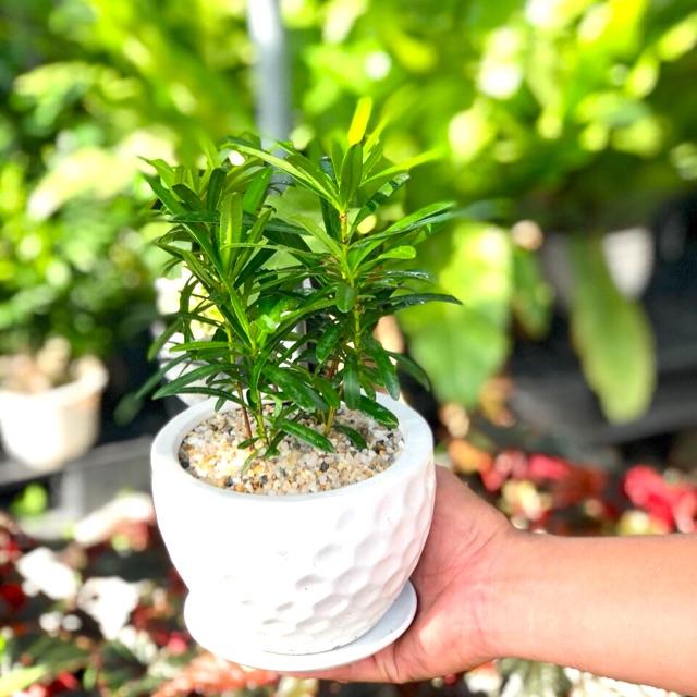 Chậu Sứ Tùng La Hán để bàn