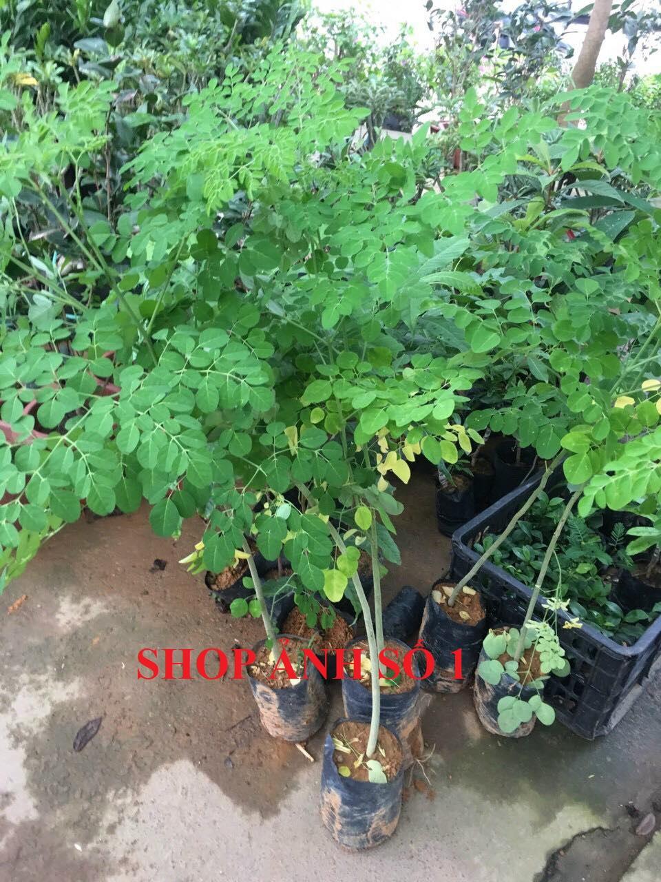 Cây chùm ngây, cây chùm ngây ăn lá cao từ 0,8m trở lên, hàng chất lượng đặc sản Phú Thọ
