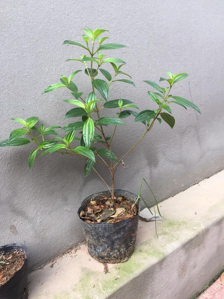 Cây giống sim thái