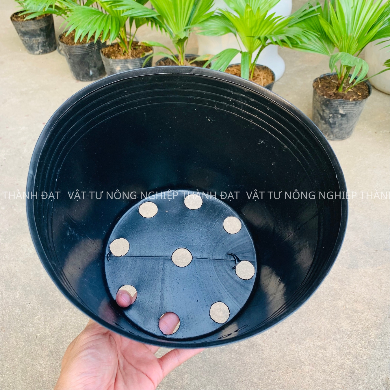 Bầu ươm cây cứng c9 hàng dày