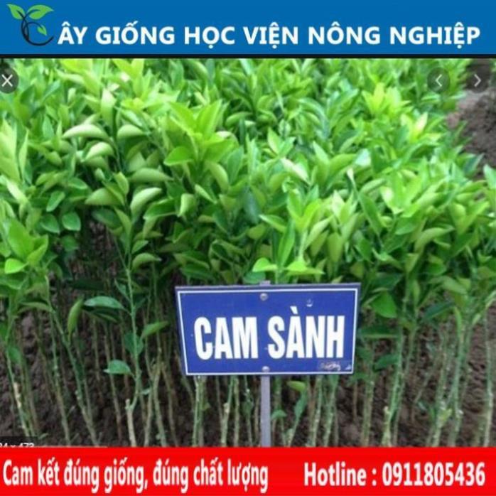 Sản phẩm Cây Ăn Trái giống cam sành Hà Giang