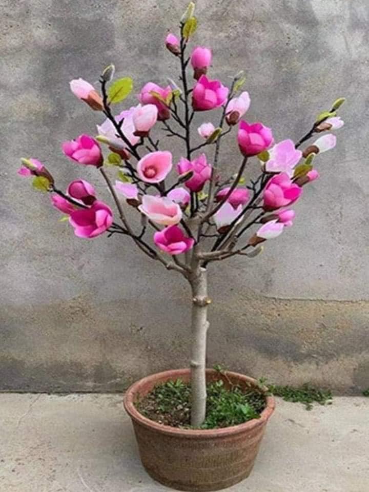 Cây hoa mộc lan màu hồng cánh sen cây đang nụ nở hoa vào tết
